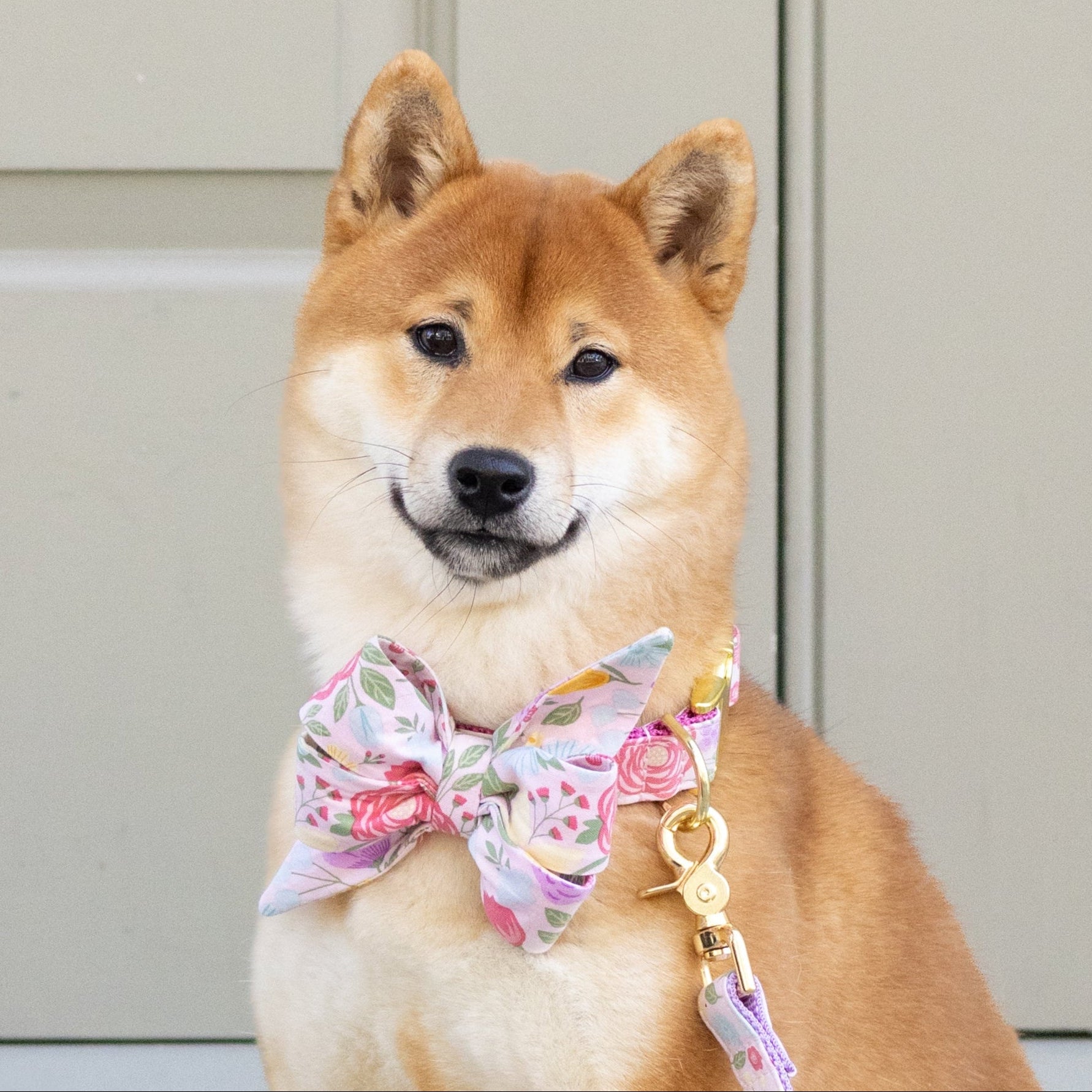 Close-up of a Shiba Inu dog in a colorful pastel pink floral belle bow collar, attached to a matching leash with shiny hardware.