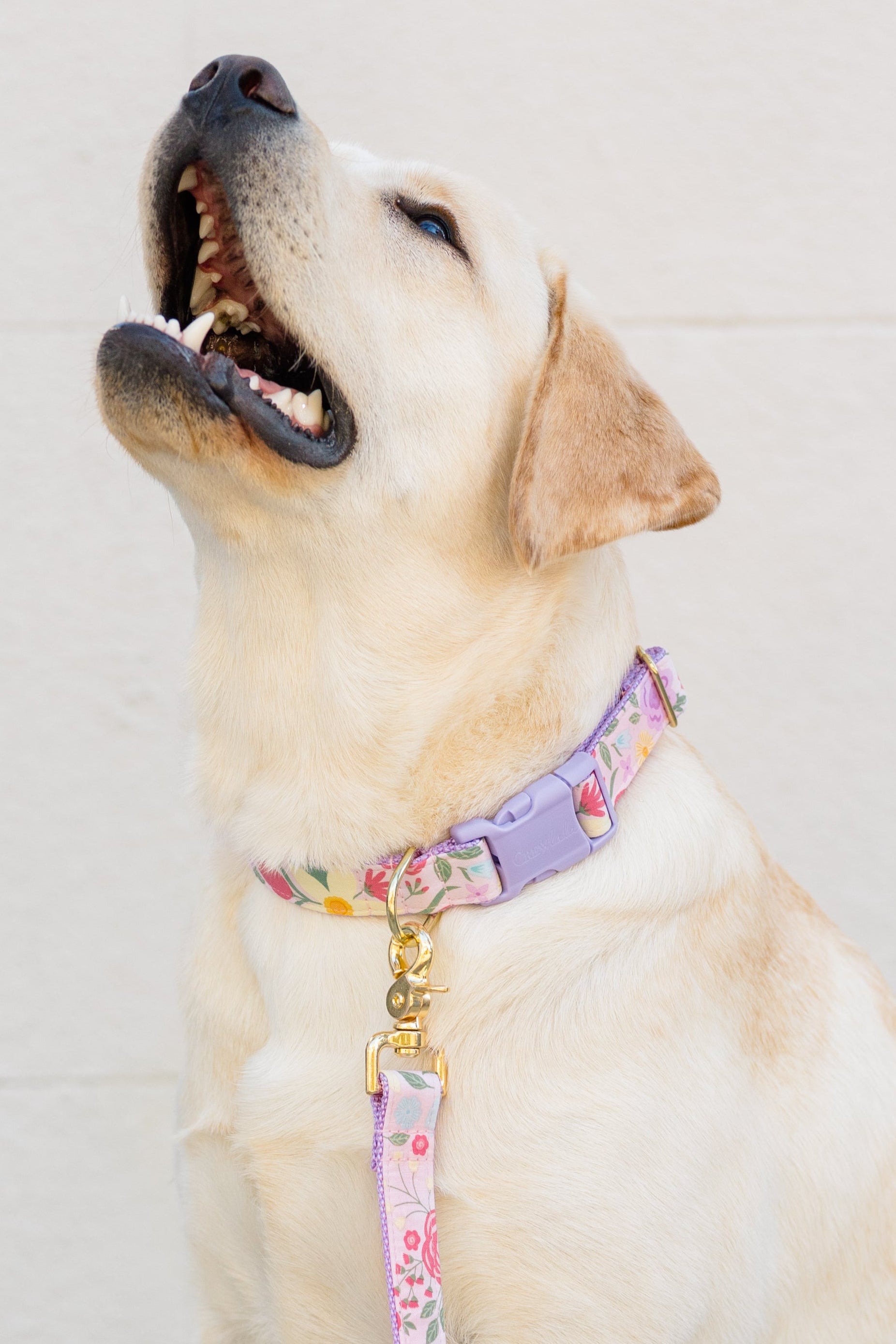 A light Lab gazes up with its mouth open, outfitted in a pastel purple and pink floral collar and matching leash.