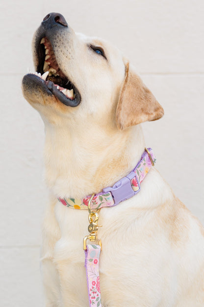 A light Lab gazes up with its mouth open, outfitted in a pastel purple and pink floral collar and matching leash.