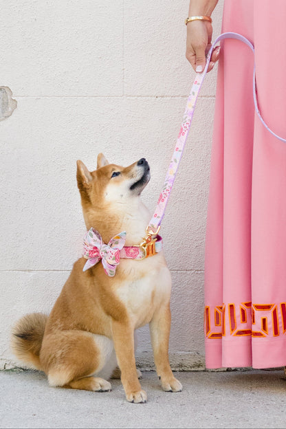 A woman in a long dress with a small Shiba Inu wearing a matching pink belle bow collar and floral leash.