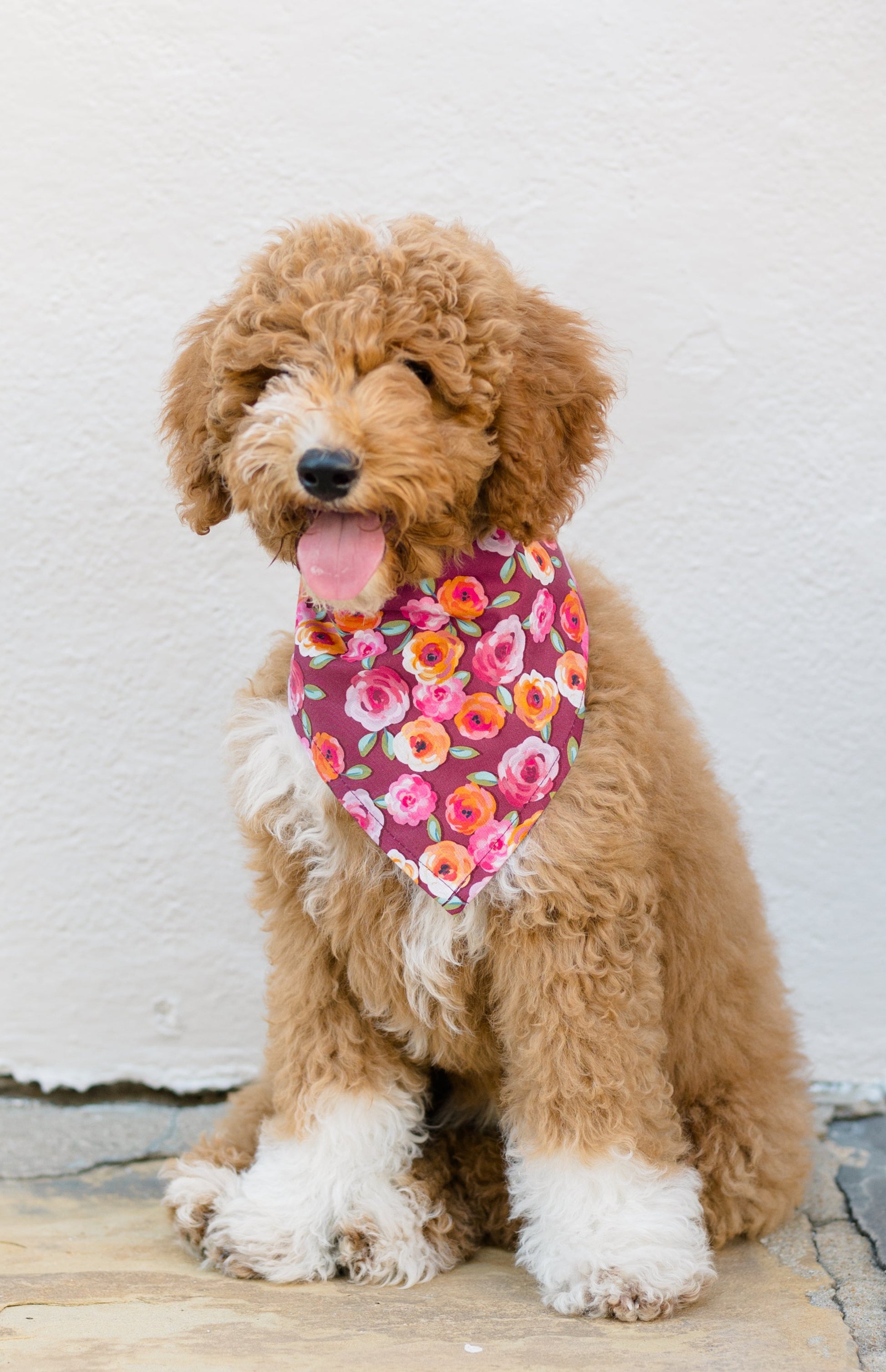 A fluffy doodle puppy sits on a stone surface against a wall, wearing a vibrant fall floral bandana. The bandana features roses in warm tones on a burgundy background, adding a playful pop of color to the dog’s curly coat. 