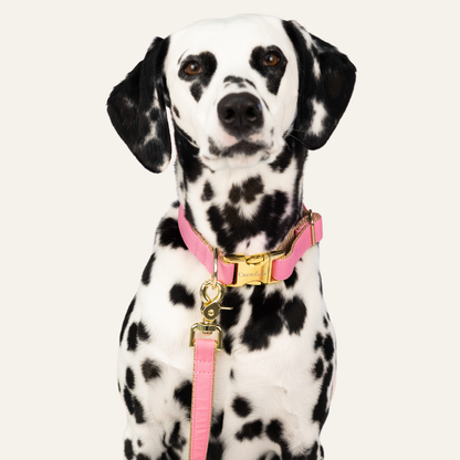 Dalmatian modeling a bright pink dog collar with gold buckle and clip with matching leash.