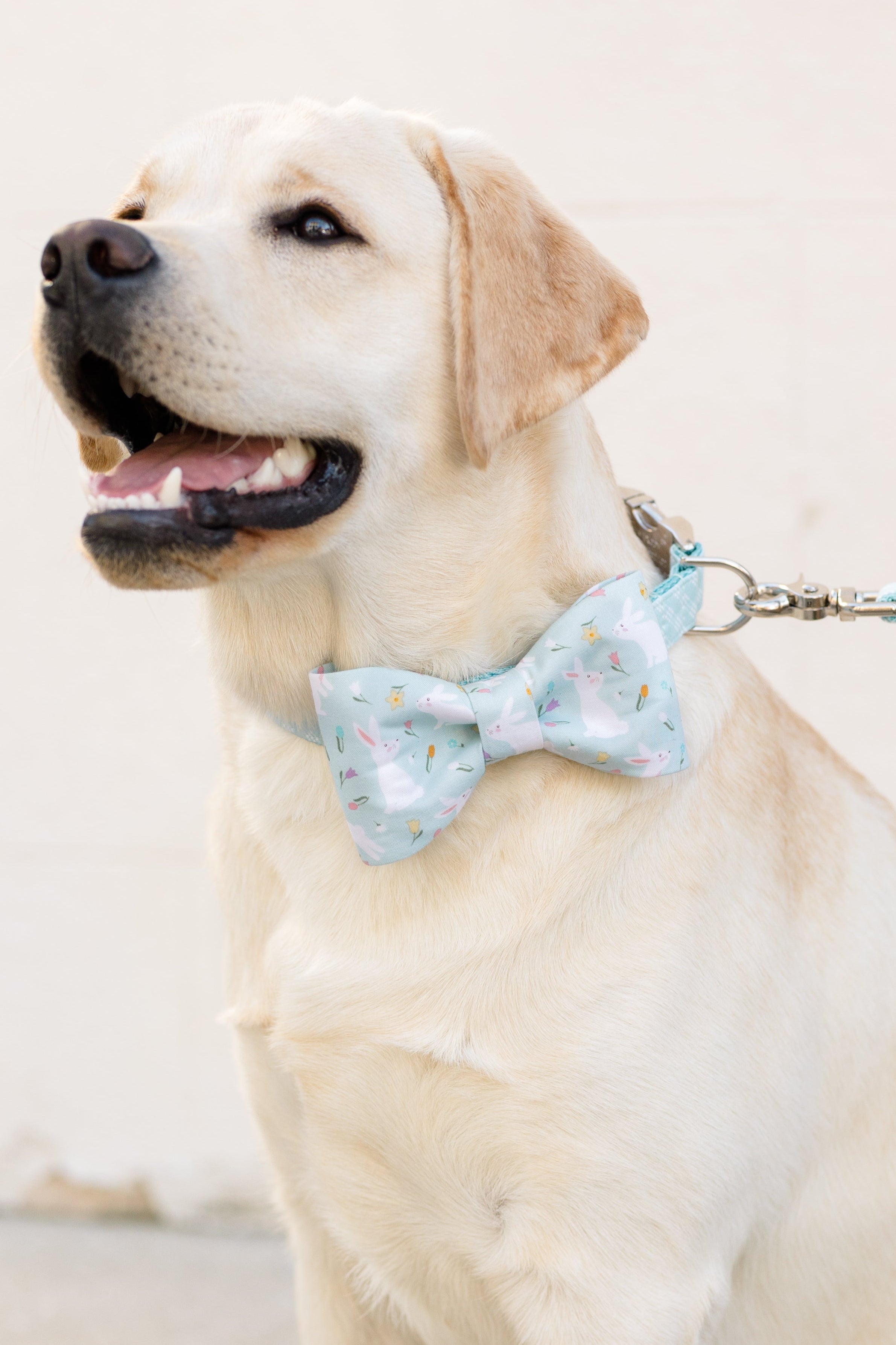 Close-up of a Labrador dog with a cheerful expression, dressed in a decorative bow tie with a bunny and spring floral pattern.