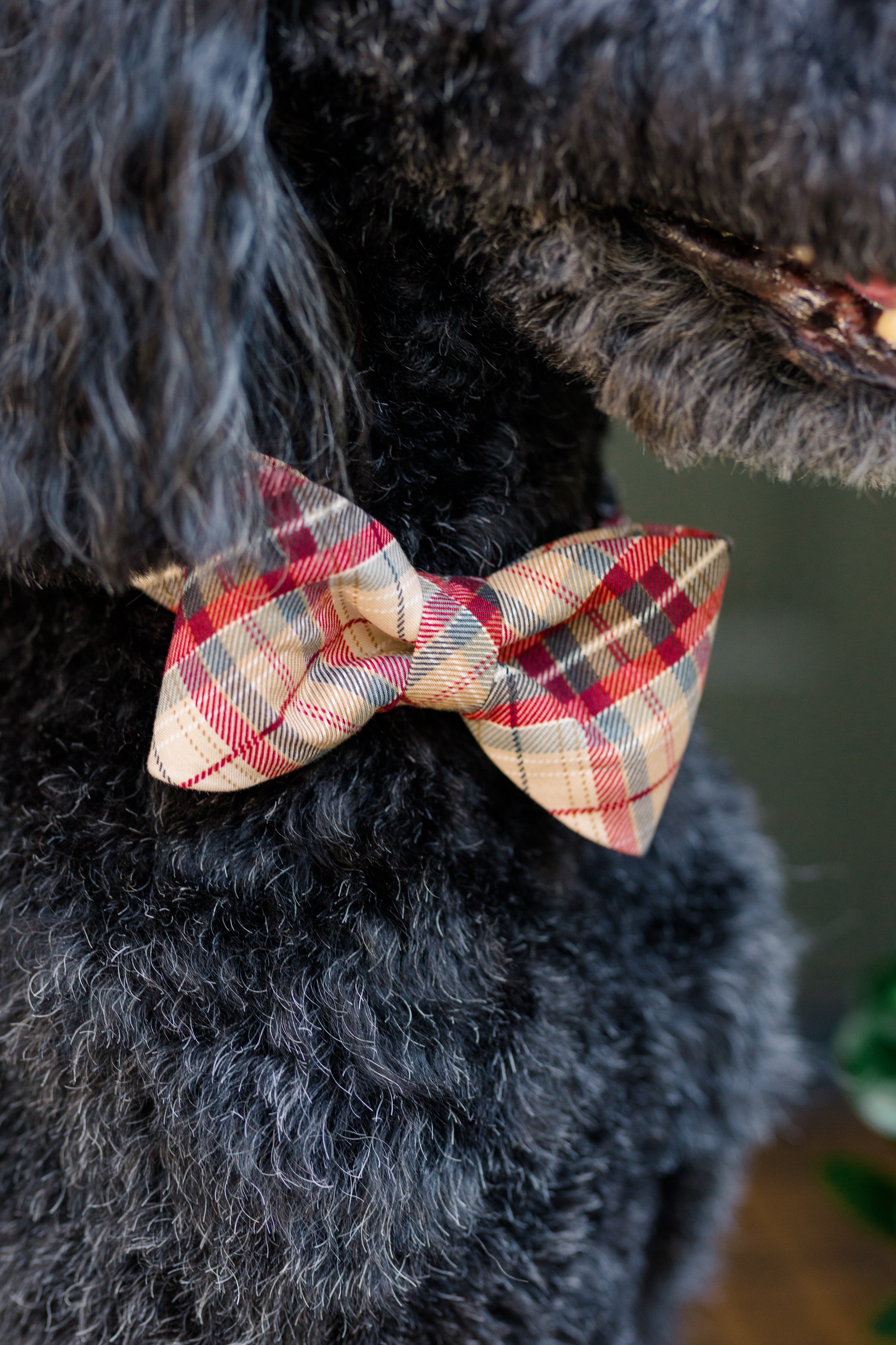 A detailed view of a plaid bow tie dog collar in cozy fall tones resting against the thick, curly fur of a dog. 