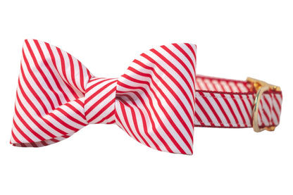A holiday dog collar with a crisp red and striped bow tie in a candy cane pattern. The structured bow is attached to a matching collar with shiny hardware, perfect for Christmas photos and festive walks.