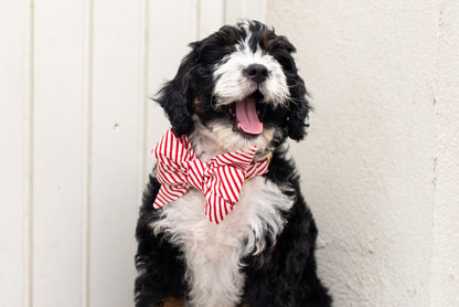 A fluffy  Bernedoodle sits with eyes slightly squinted. The dog wears a large red and white striped belle bow collar set, giving a playful, candy-cane look, perfect for holiday pictures!
