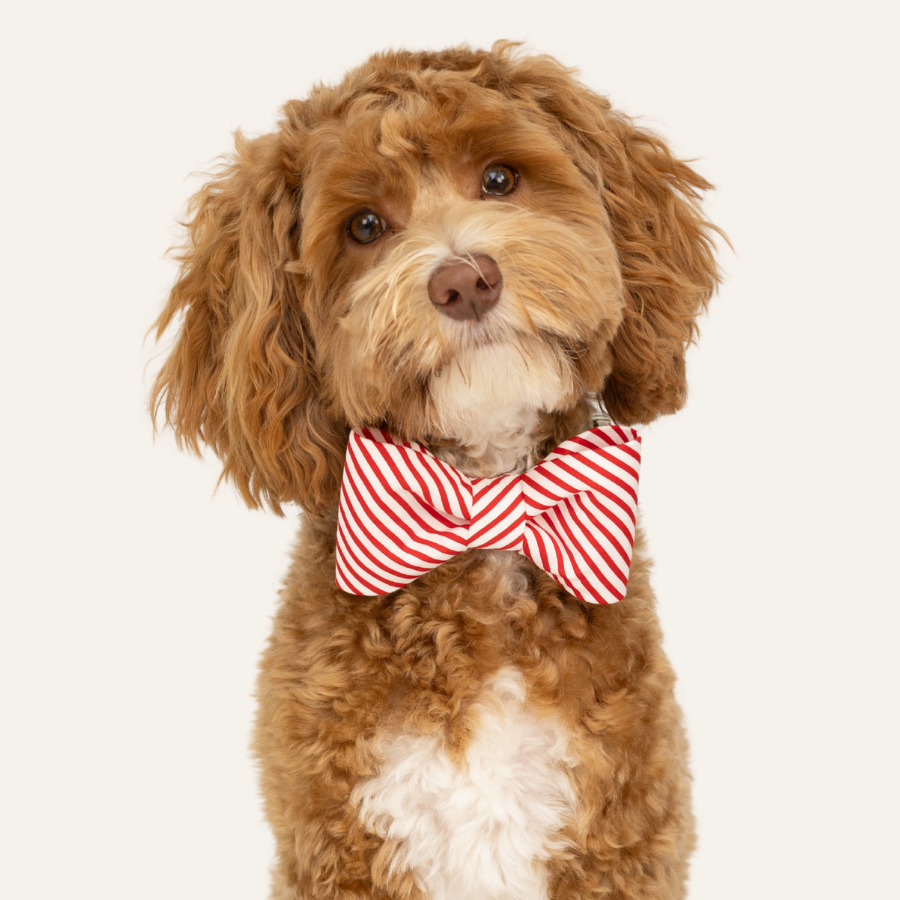 Curly-haired dog tilts its head slightly while wearing a red and white striped bow tie and matching collar, resembling a peppermint candy cane, against a plain background.