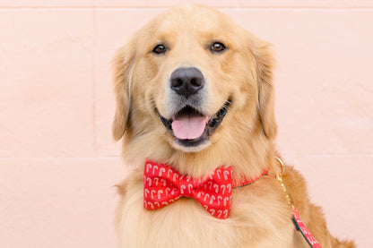 Happy retriever wearing a matching bow tie and collar set. Both are red with a repeating pattern of candy canes, making it the perfect festive addition to your pup's winter wardrobe.