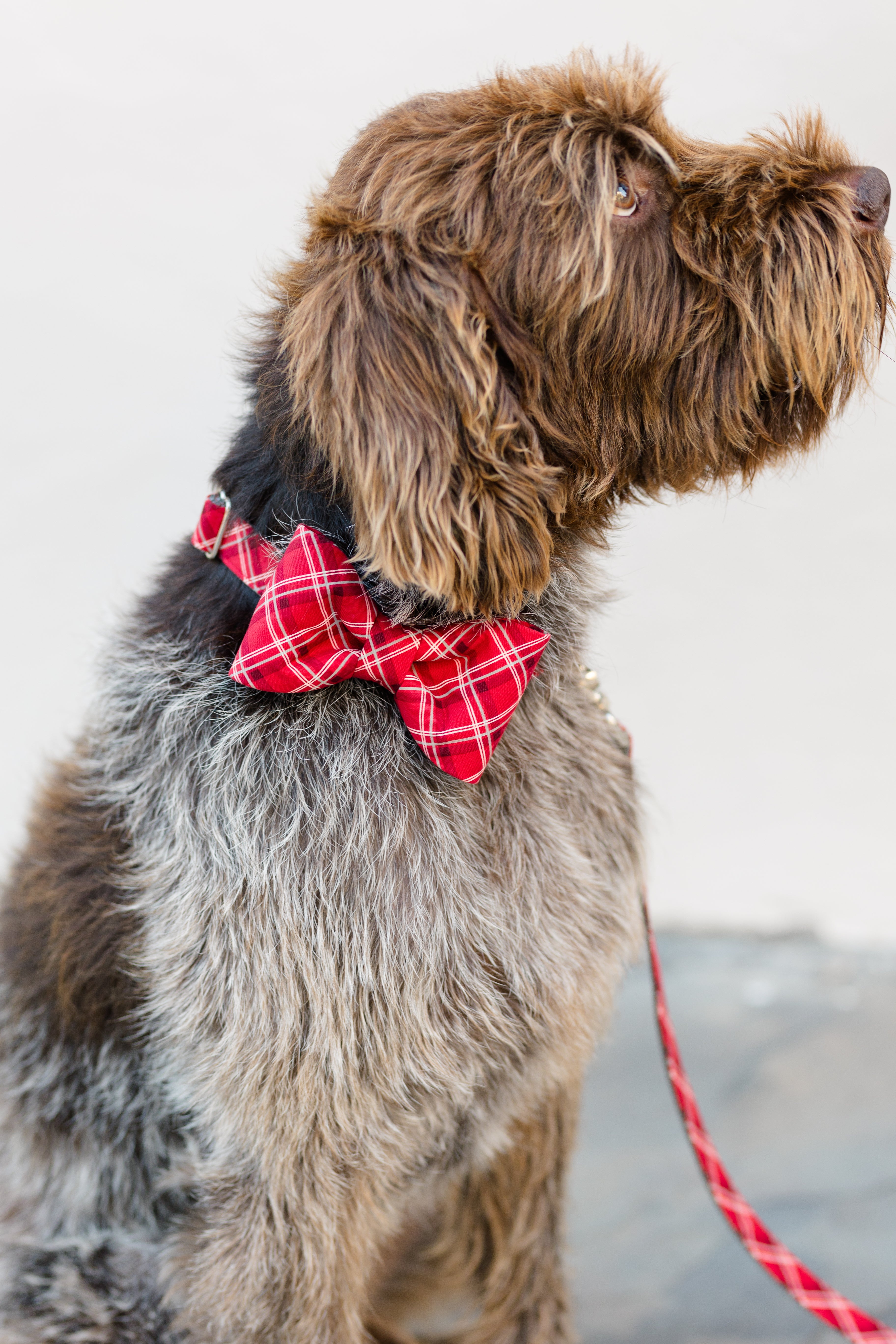 Side profile of a scruffy, medium-sized dog and a red plaid bow tie fastened to its matching collar. The leash also matches the bow tie. All pieces handmade in Charleston, SC.