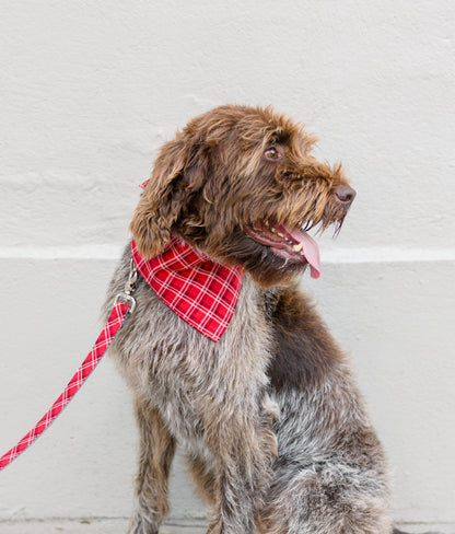 A scruffy dog with a wiry coat sits on a concrete sidewalk, wearing a red plaid bandana and matching leash. 