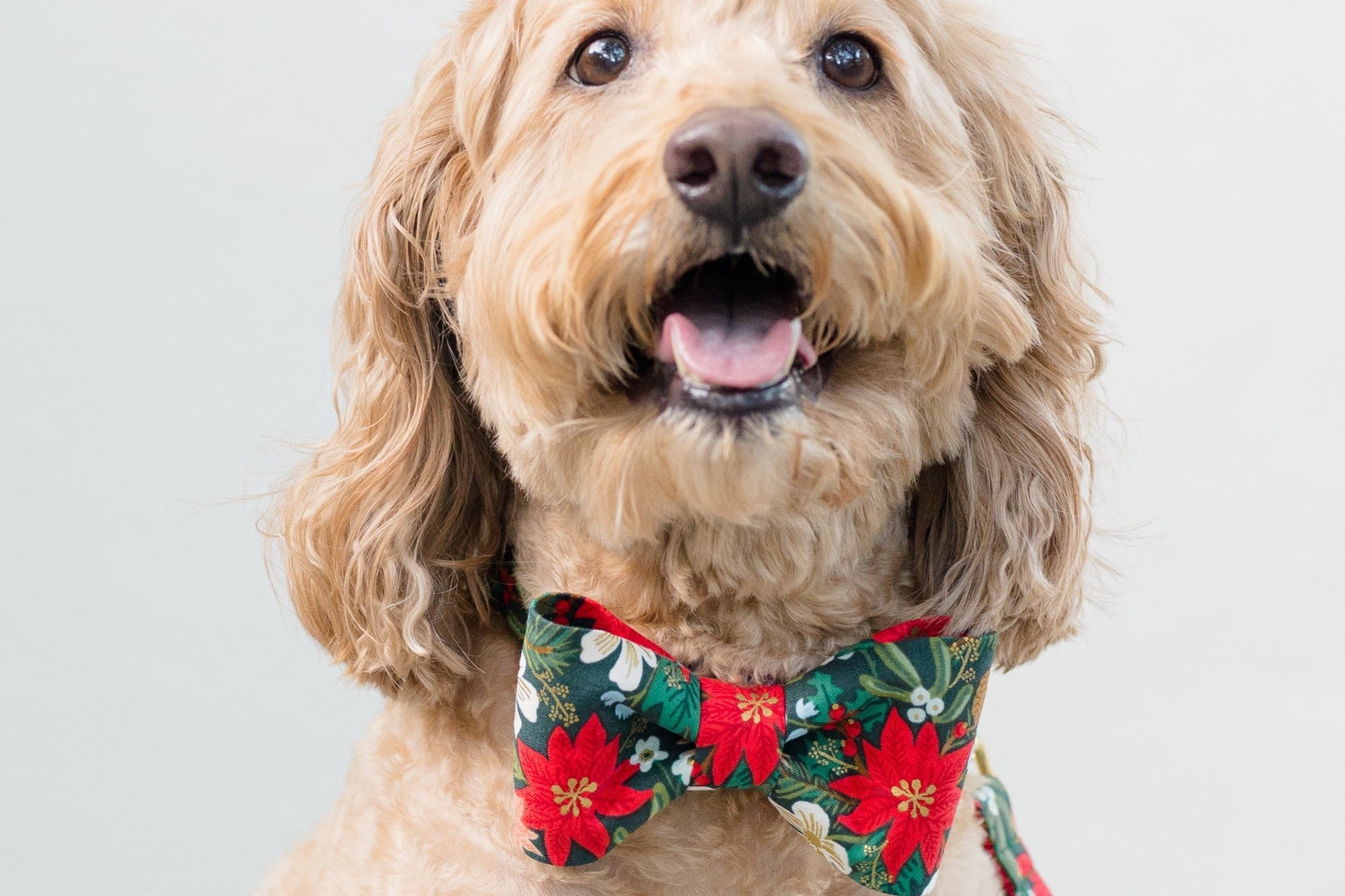 A happy-looking, dog with curly fur poses for the camera in a festive bow tie collar. The bow tie features a dark green fabric with a vibrant Christmas print of poinsettias, blossoms, and pinecones. A matching leash is clipped to the collar and hangs to the side.