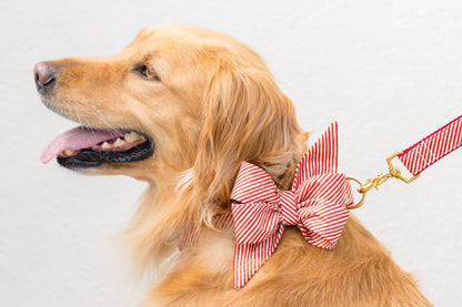 Side view of a retriever wearing a festive red striped belle bow dog collar, think candy canes,  and matching leash. 