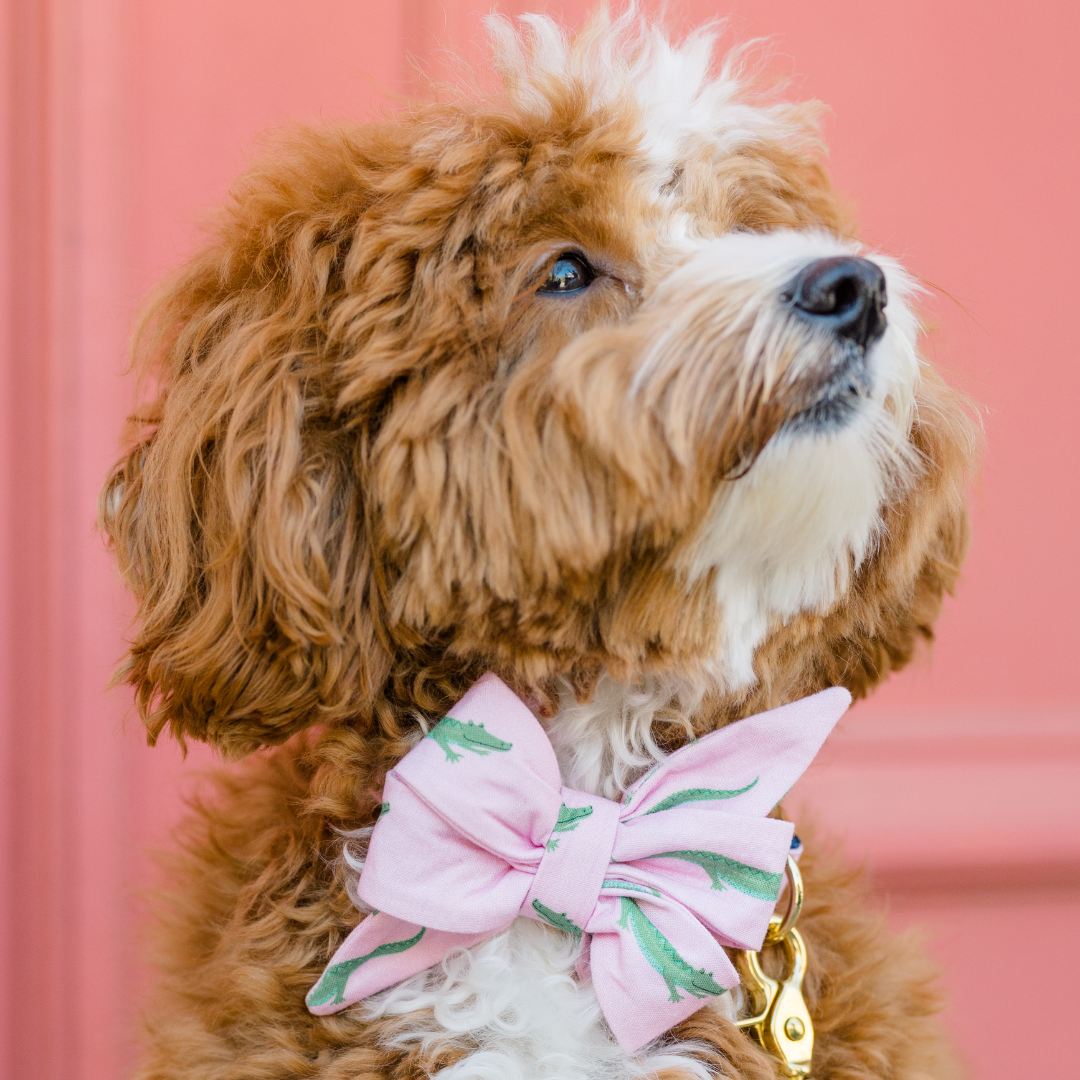 Curly-haired brown and white dog wearing a large pink belle  bow collar decorated with green crocodiles. The gold hardware on the collar is visible, and the dog is sitting in front of a coral pink background, gazing upward with a soft expression.