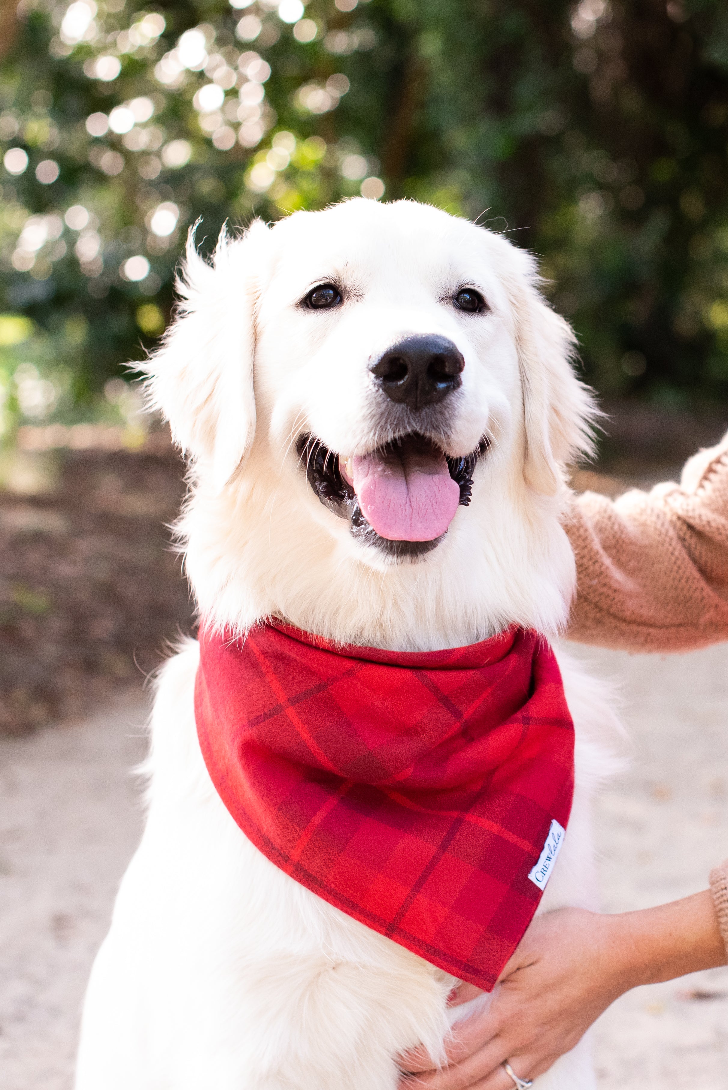 A fluffy Retriever with a pale cream coat smiles with its tongue out, wearing a red plaid flannel bandana with a small “Crew LaLa”.