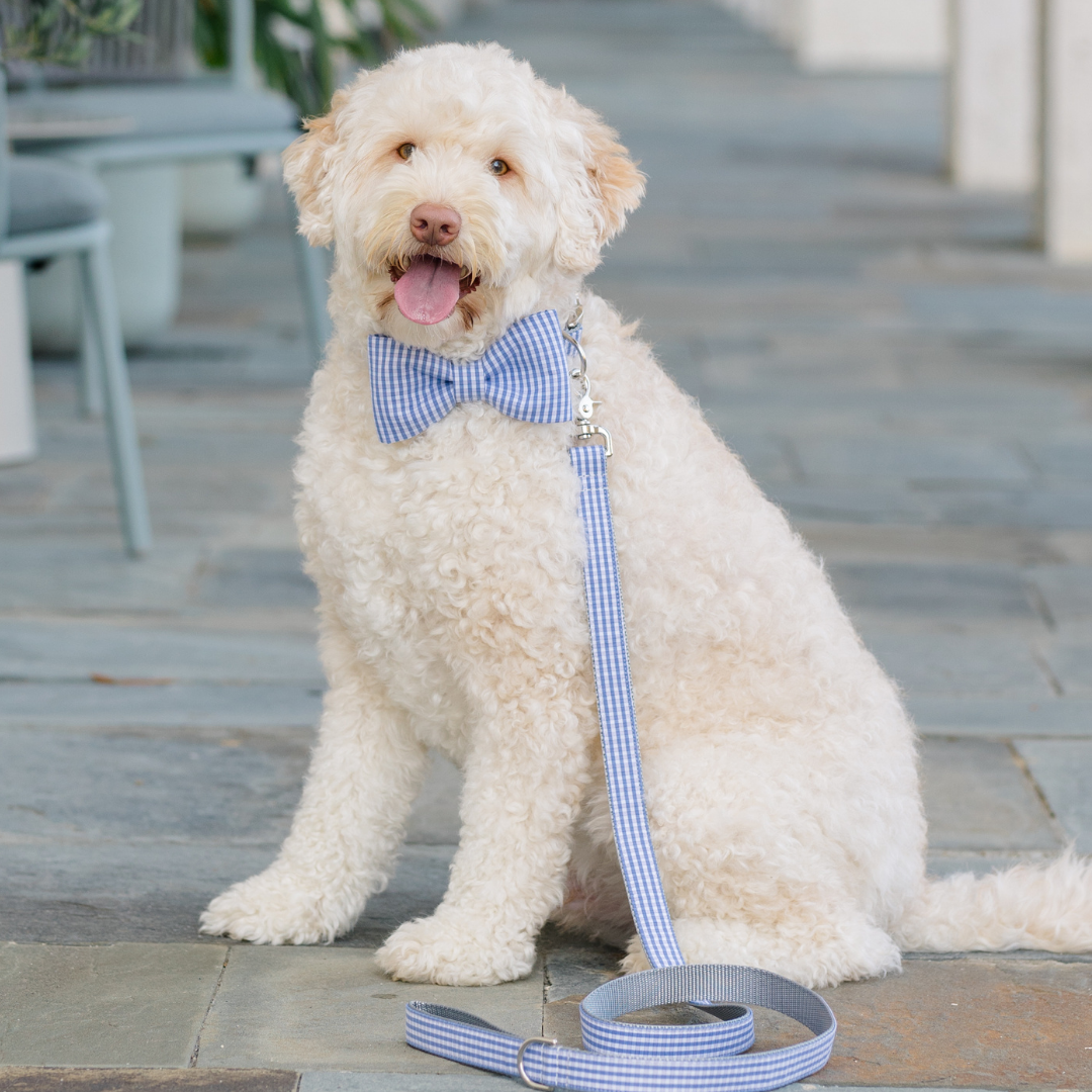 A fluffy cream-colored dog sits on a stone walkway, panting happily with its tongue out. The dog is wearing a light blue, light pink, and white gingham bow tie collar with a matching leash attached to a silver clip.