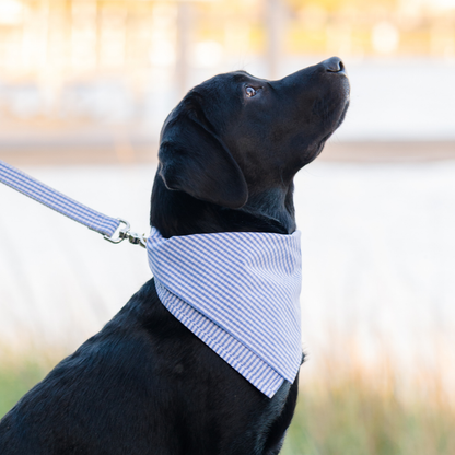A sleek black dog wears a blue, pink, and white gingham bandana tied around its neck, paired with a matching leash clipped to a silver ring. The dog looks up calmly as it poses against a softly lit outdoor background.