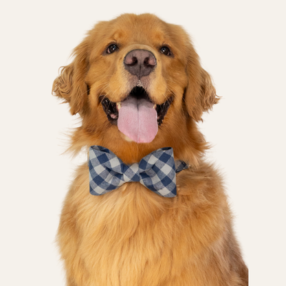 Happy golden retriever sporting a cozy grey and blue flannel checkered bow tie and matching collar, panting gently while looking at the camera.