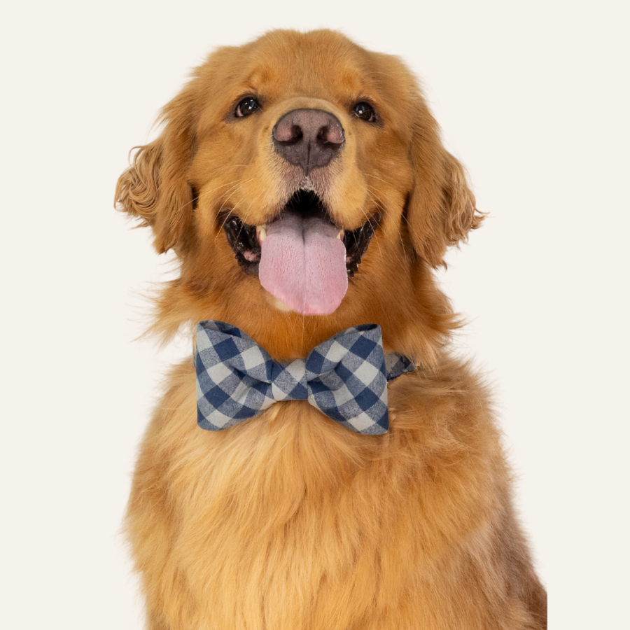 Happy golden retriever sporting a cozy grey and blue flannel checkered bow tie and matching collar, panting gently while looking at the camera.