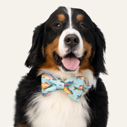 Happy black, brown, and white dog with its mouth open and tongue out, wearing a light blue bow tie featuring multicolored fish illustrations.