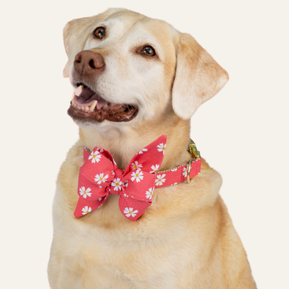 Close-up of happy Labrador dog with a coral daisy belle bow with matching collar, pet fashion accessory on light background