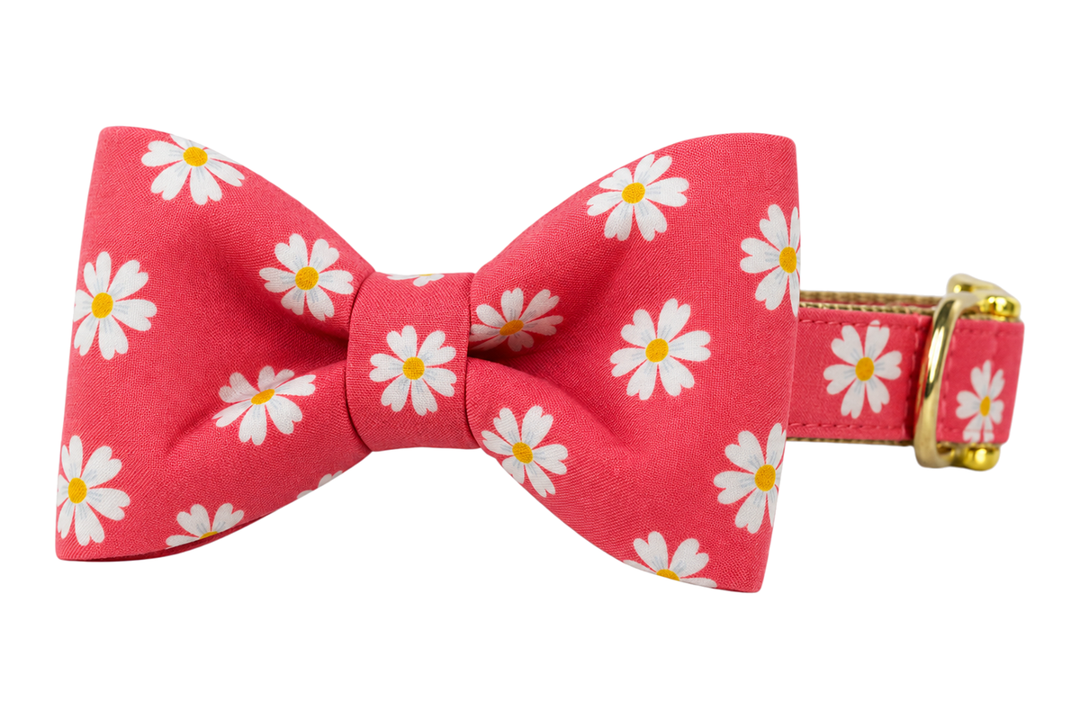 Classic dog collar featuring a Coral Daisies fabric bow tie, a coral red fabric with white daisies with yellow centers, attached to a matching Coral Daisies collar with a nylon inner lining and gleaming gold hardware, including a D-ring and buckle.