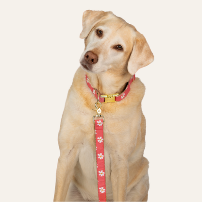 Labrador retriever wearing a coral floral collar and matching leash, sitting with head tilt on neutral background.