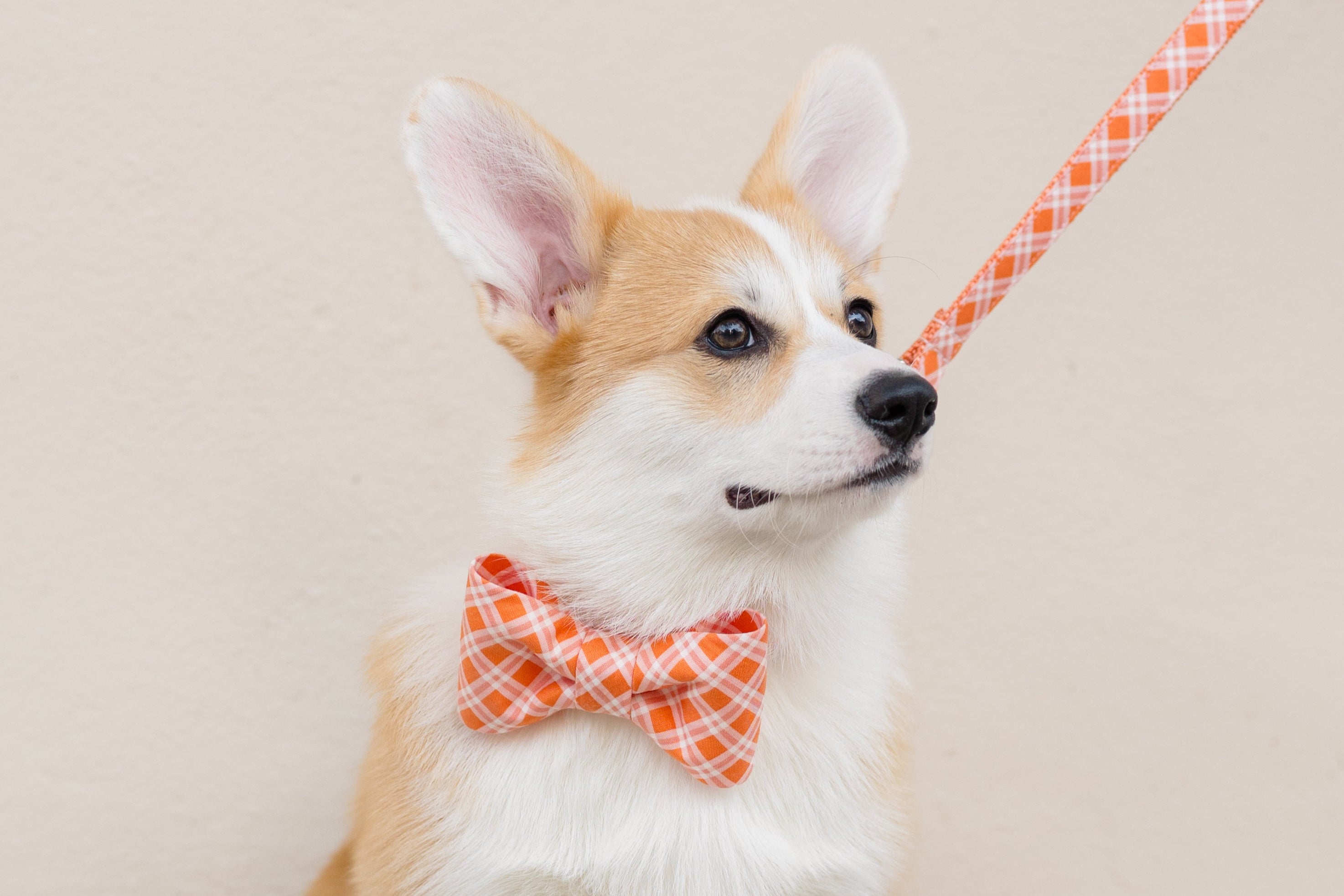 Cute corgi wearing a collar featuring a matching orange and white plaid bow tie, secured with a silver D-ring for leash attachment.