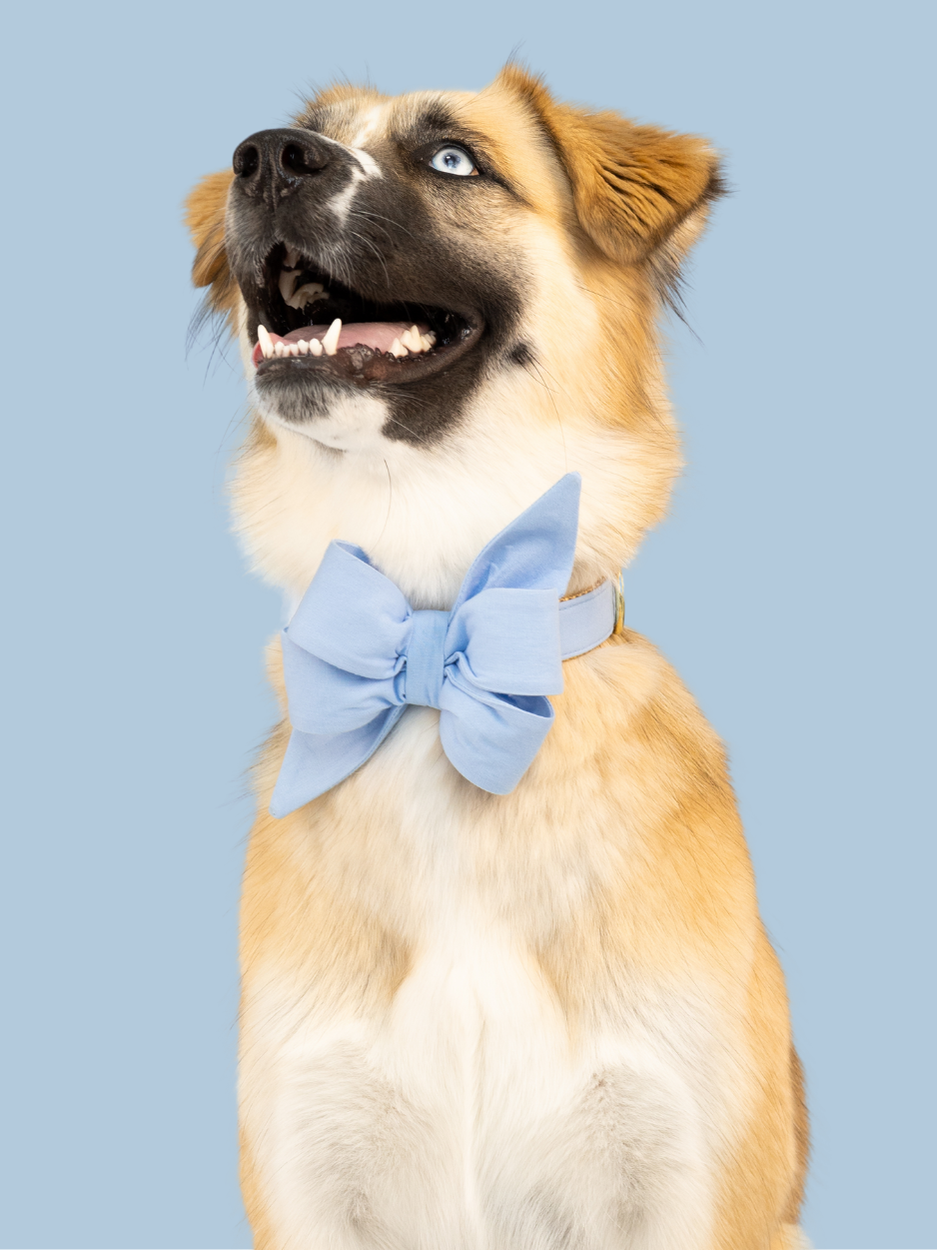 Elegant dog belle bow collar set in soft pastel blue, an understated, timeless accessory for year-round sophistication.