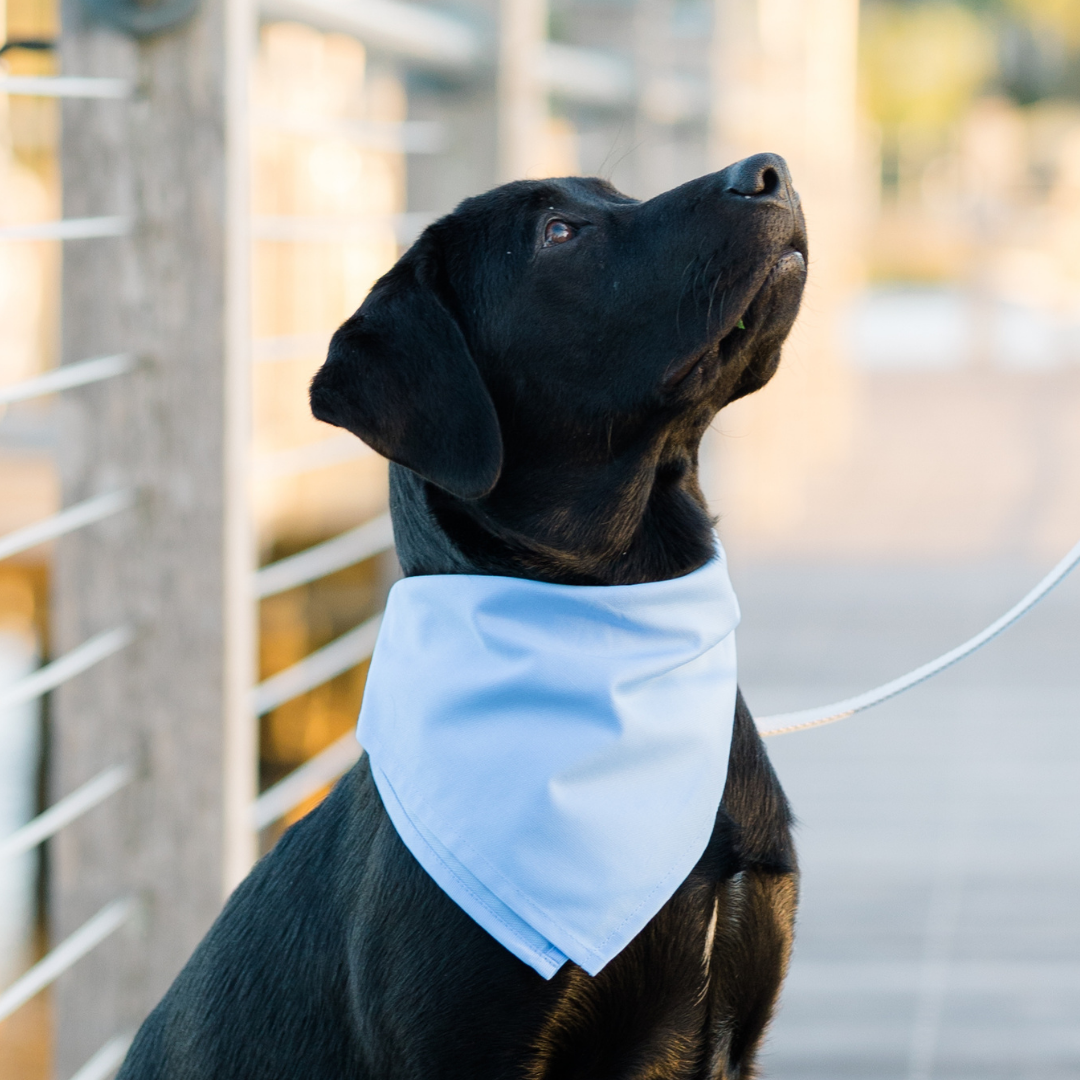 A sleek black dog sits calmly on a dock while wearing a soft blue bandana, the soft fabric draped around its neck in a neat triangle.