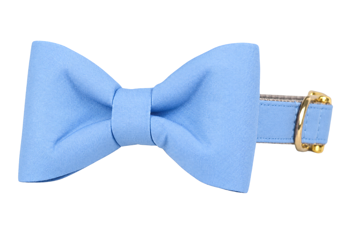 Classic dog collar featuring a Cornflower fabric bow tie, a solid soft cornflower sky blue, attached to a matching Cornflower collar with a nylon inner lining and gleaming gold hardware, including a D-ring and buckle.