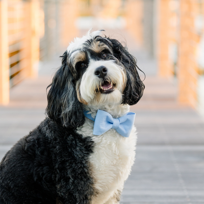 A cheerful black and white dog poses on a wooden dock, wearing a soft light blue bow tie collar with its head tilted and mouth slightly open.