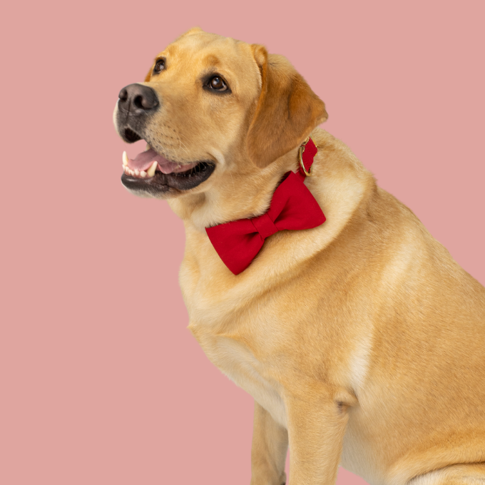 Labrador wearing a cranberry bow tie dog collar, sitting for a cheerful holiday-themed portrait.