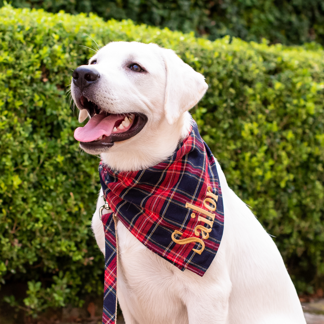 A happy Labrador retriever sitting in front of hedges, wearing a red plaid bandana with the name "Sailor" embroidered in script. The dog has its mouth open and tongue out in a relaxed, joyful expression.