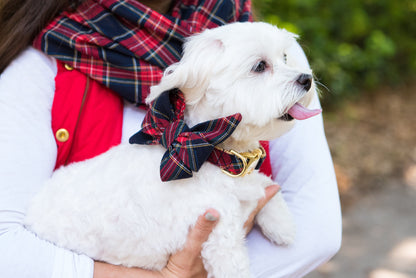 A small dog with a fluffy coat is held in a woman’s arms, wearing a red and navy plaid belle bow with a polished buckle collar. The woman wears a coordinating plaid scarf and a red vest/