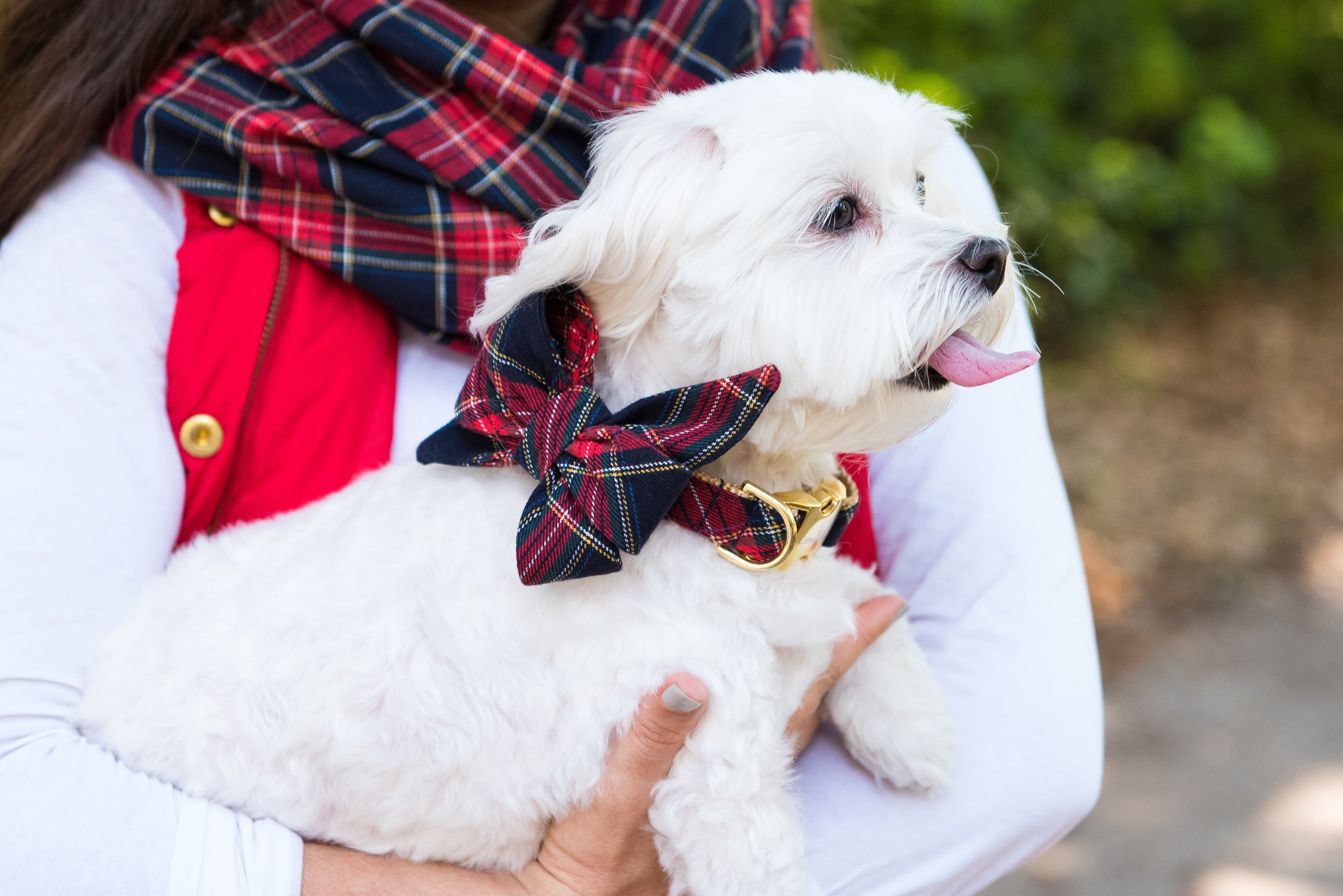 A small dog with a fluffy coat is held in a woman’s arms, wearing a red and navy plaid belle bow with a polished buckle collar. The woman wears a coordinating plaid scarf and a red vest/