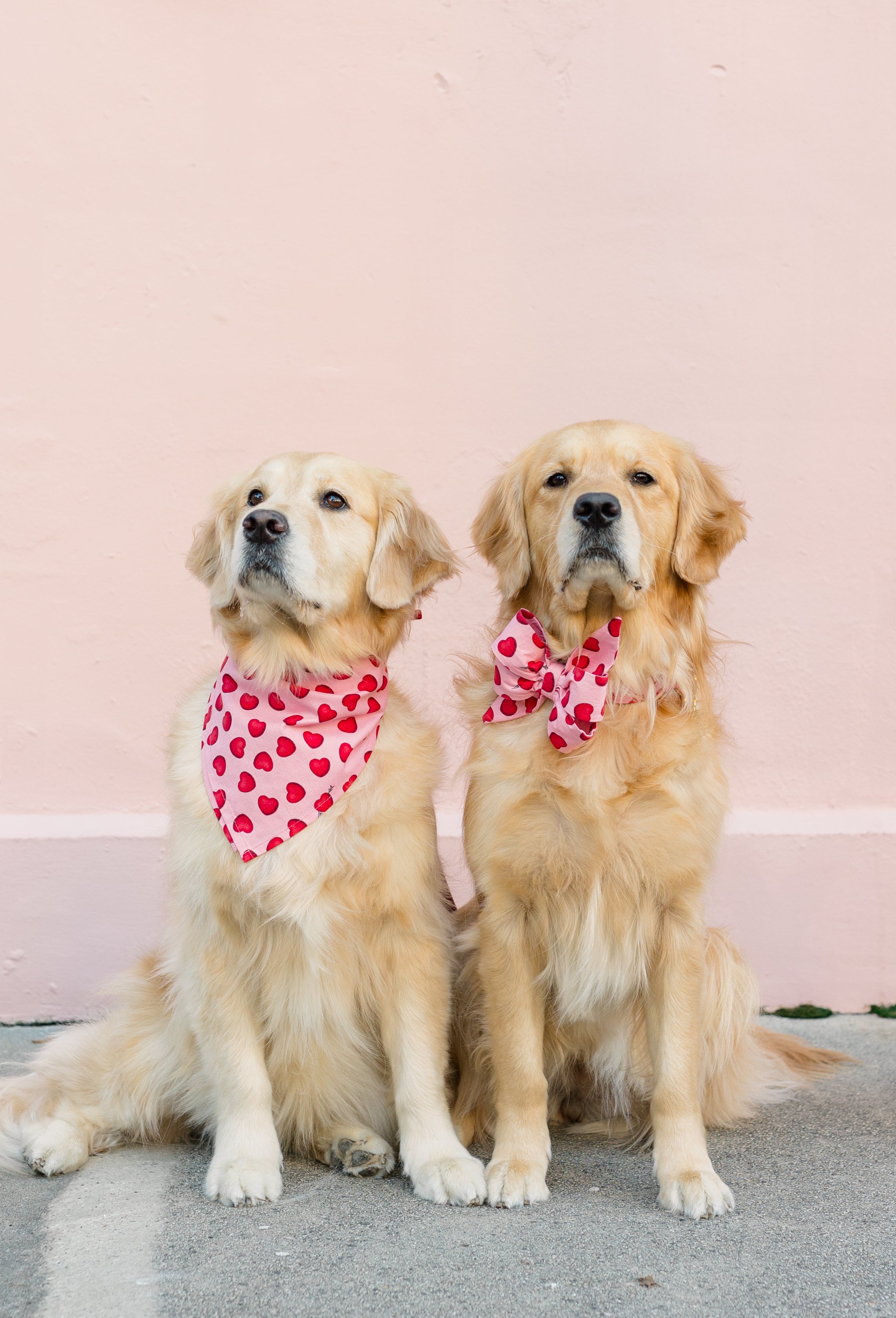 Two golden retrievers wearing heart-patterned bandanas and bows sitting against a pink background.