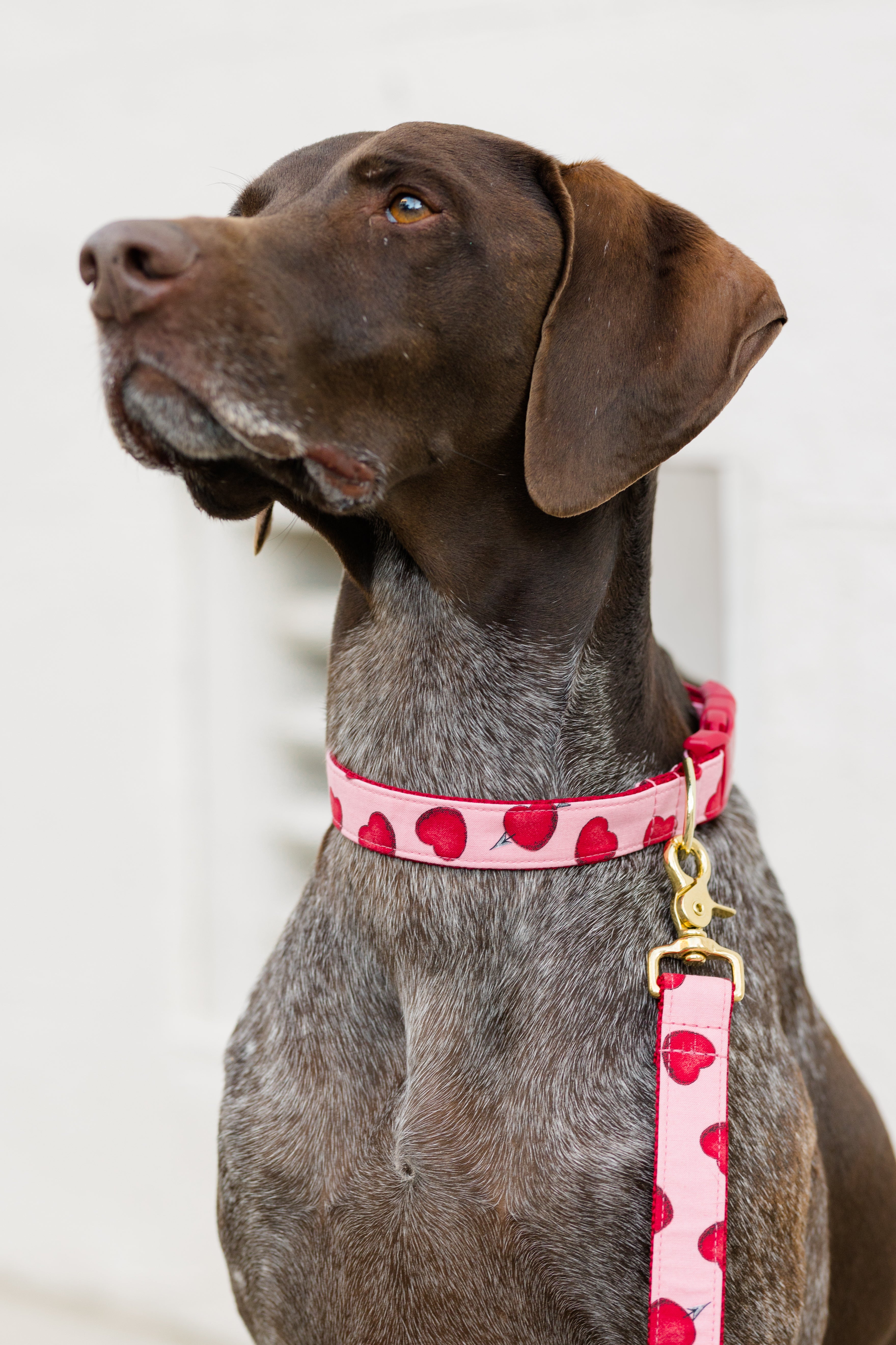 Close-up of a dog in a pink collar and leash set decorated with hearts struck by Cupid’s arrows, giving the accessories a sweet, valentine-themed look.