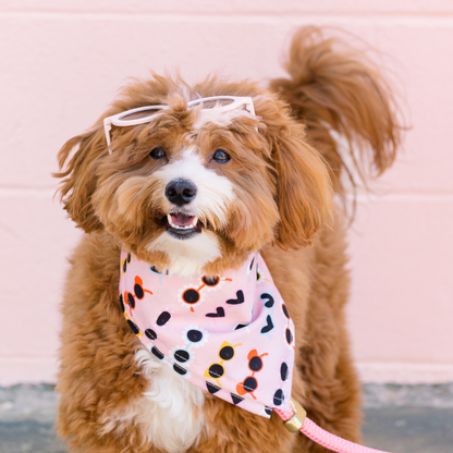 A fluffy brown and white dog stands on a concrete surface in front of a pale pink wall, wearing light pink sunglasses and a soft pink bandana patterned with colorful sunglasses. A pink rope leash is clipped to the collar, completing the playful, stylish look.