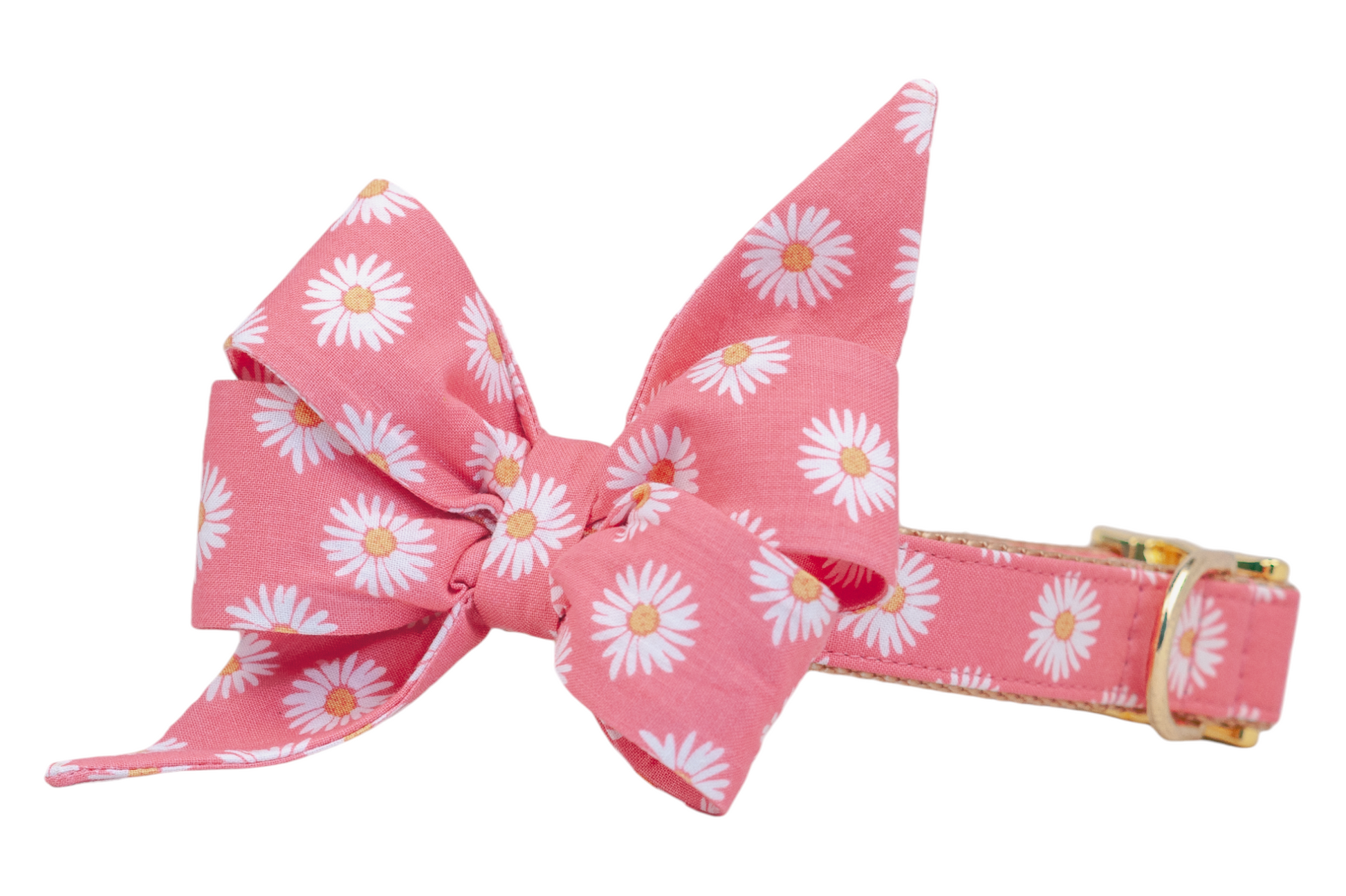 A pink dog collar with a large, matching, structured belle bow attached, both made from fabric printed with a repeating white daisy pattern featuring yellow centers. The oversized bow has pointed tails and a full, gathered shape. The collar includes gold hardware and tan backing for durability and style.