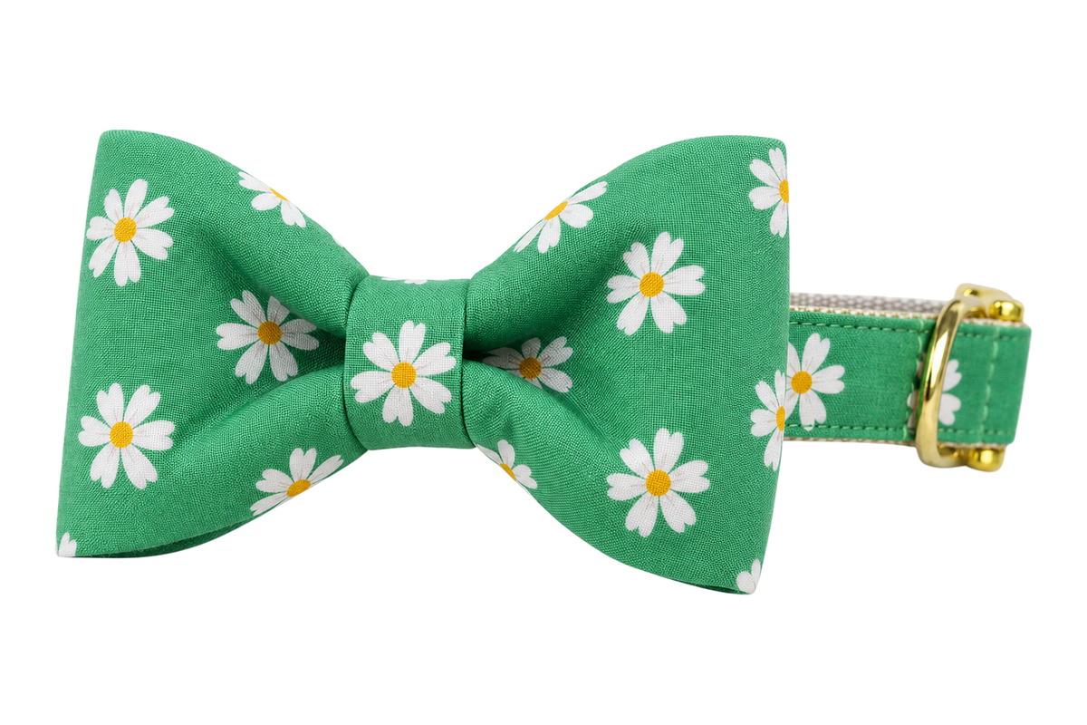 Classic dog collar featuring a Daisy Meadow fabric bow tie, a kelly green fabric with white daisies with yellow centers, attached to a matching Daisy Meadow collar with a nylon inner lining and gleaming gold hardware, including a D-ring and buckle.