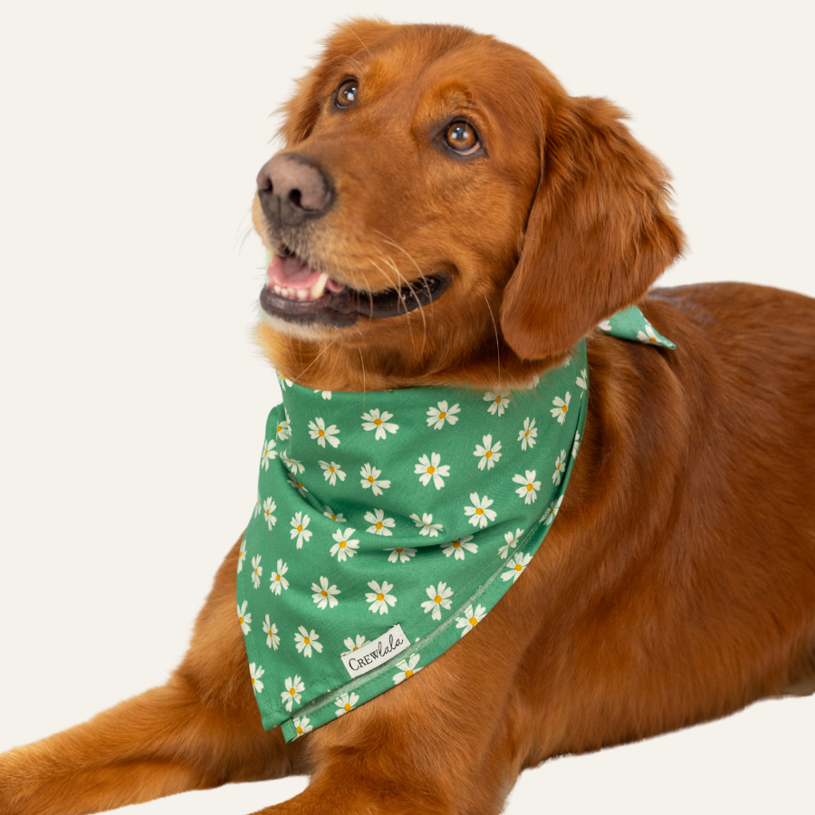 Golden retriever lying down and wearing a green bandana patterned with small white daisies, looking up with a happy expression.