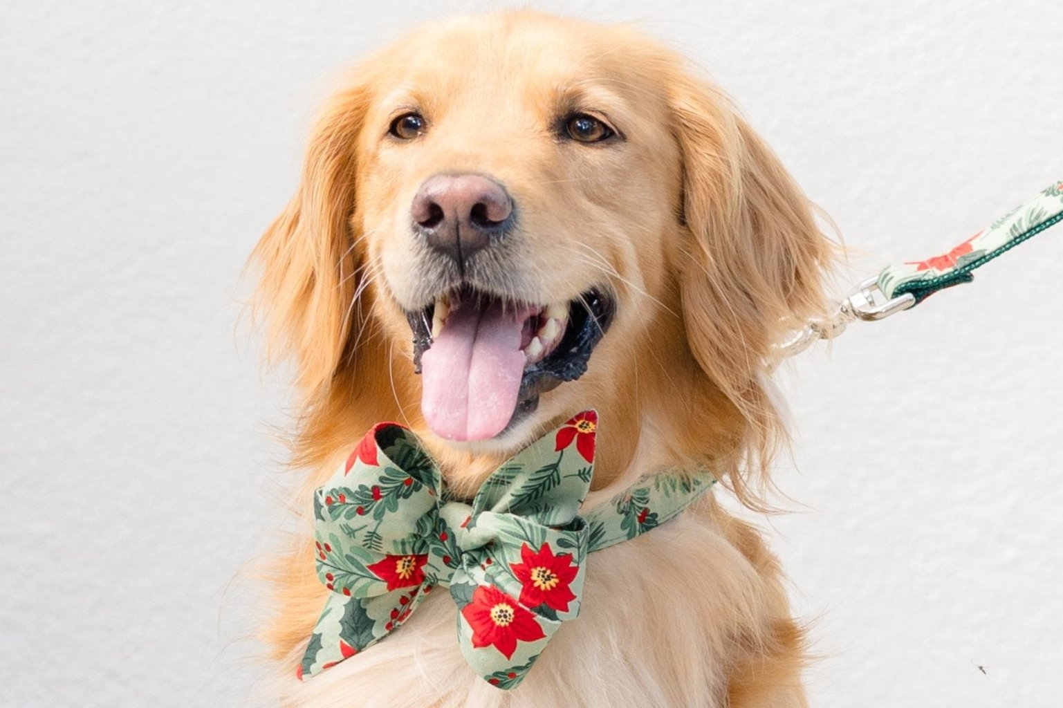 Happy retriever wearing a festive collar with matching belle bow. Both green with a pattern of poinsettias, pine needles, and berries.