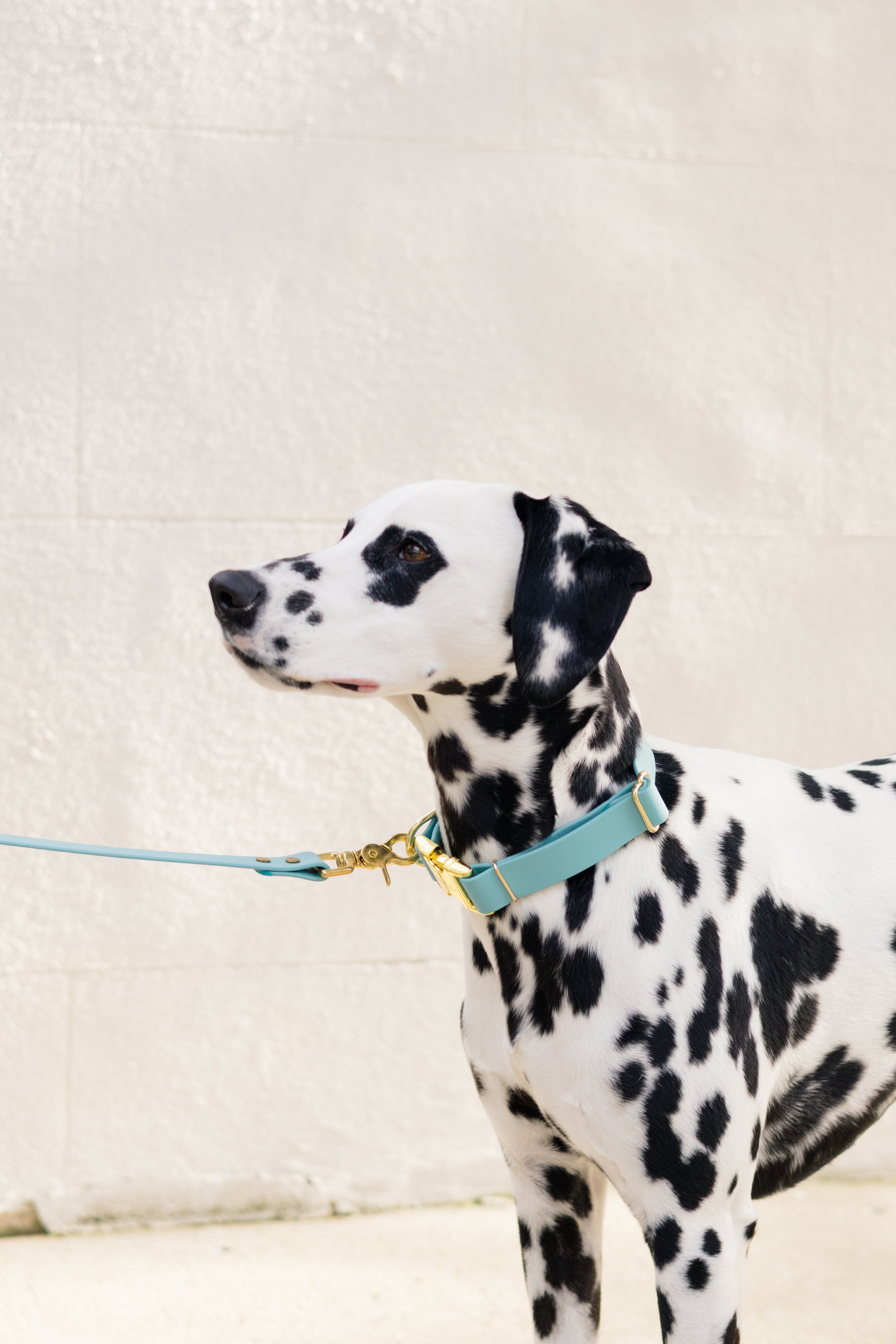 Dalmatian shown in a solid turquoise biothane collar and leash combo with sleek metal fittings. Waterproof, easy to clean, and stylish—this set offers the perfect balance of performance and polish for design-forward pet gear.