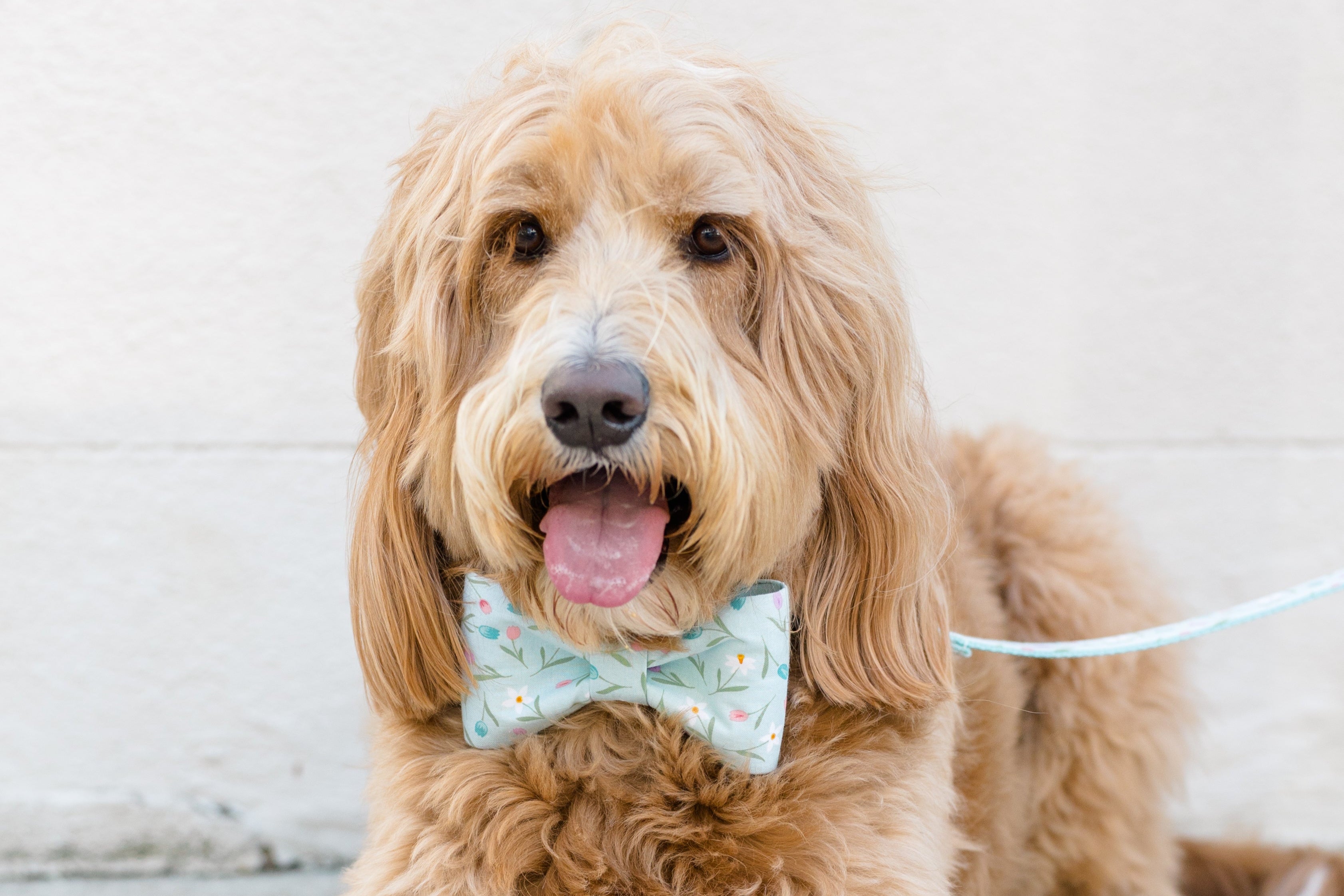 Close-up of a fluffy dog dressed in a light blue bow tie decorated with a tiny floral print, giving a soft smile.