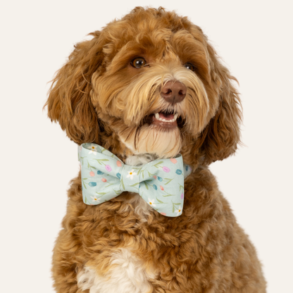 Portrait of a fluffy dog with a curly coat, wearing a pastel blue bow tie and matching collar decorated with small pastel tulip flowers and leaves.