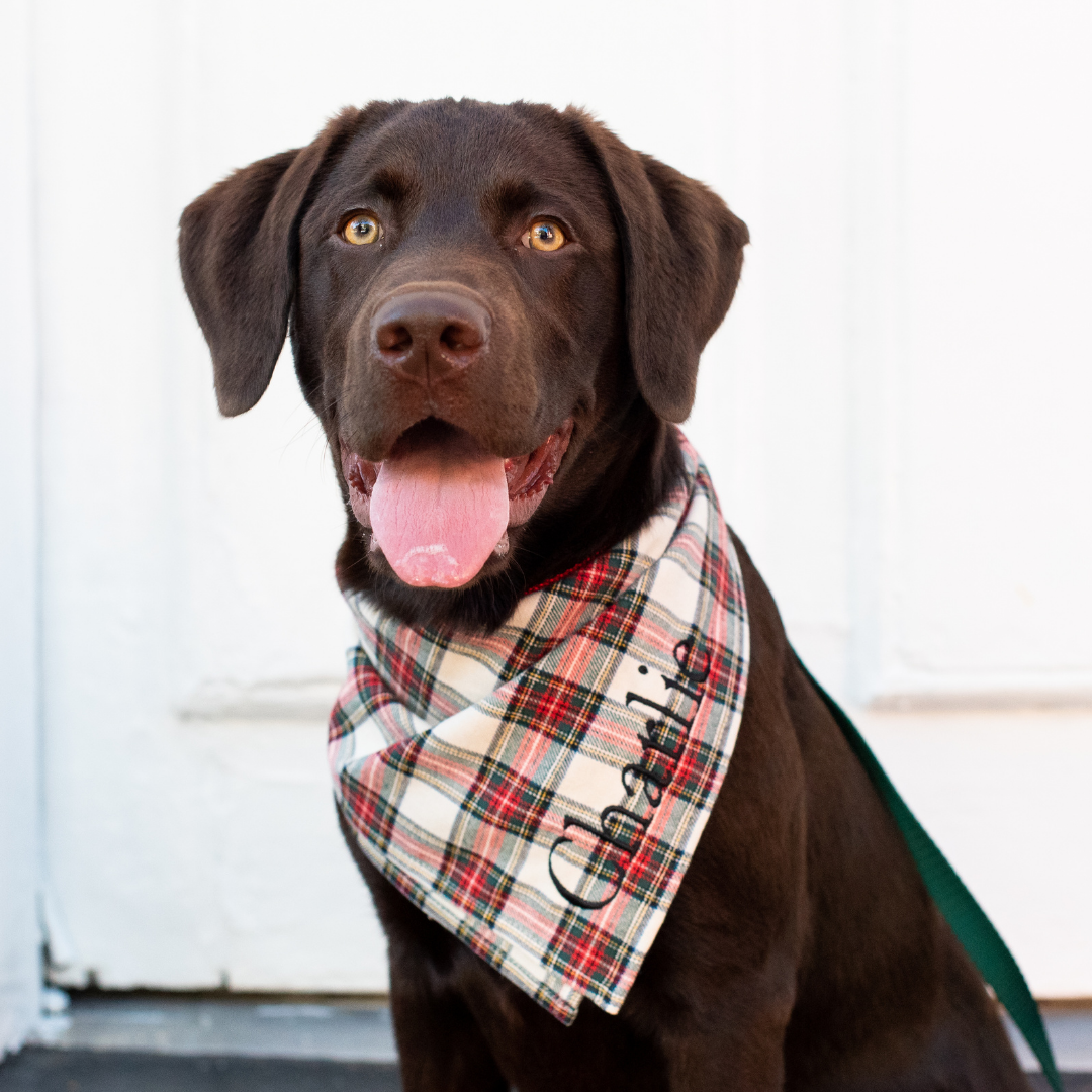 Meet Charlie, the most dapper dog on the block—rocking a custom plaid bandana in classic holiday colors, complete with embroidered name and a big, cheerful smile.