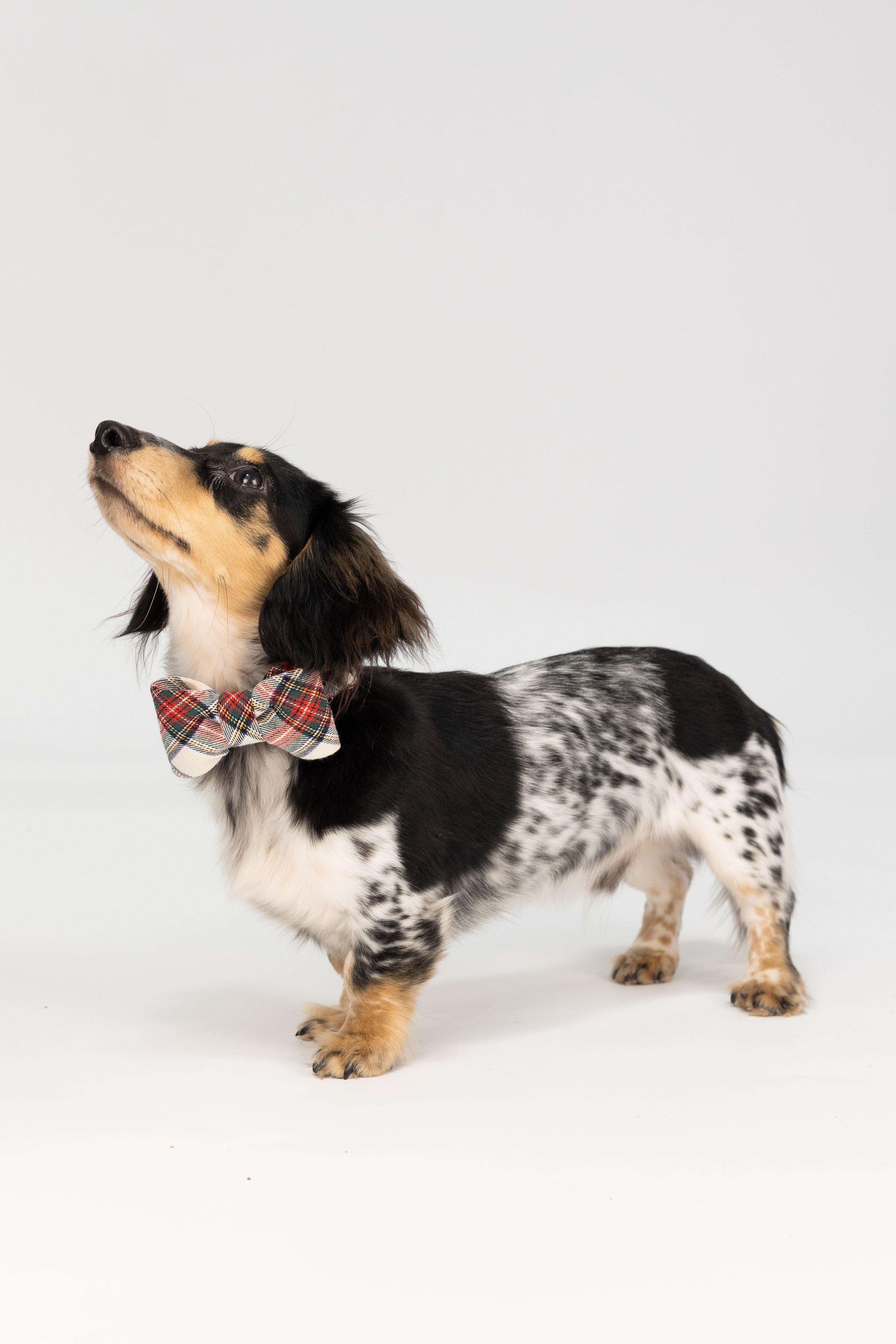 Stylish Dachshund dressed in a holiday tartan bow tie collar, looking up confidently against a clean white backdrop.