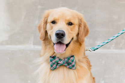 A happy Retriever wears a festive green plaid bow tie and matching leash. The cheerful pup poses with tongue out, showing off the coordinated holiday look—perfect for seasonal walks or photo ops.