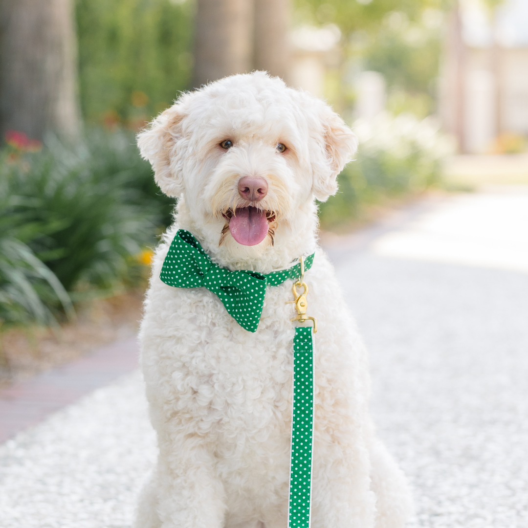 A light-colored, fluffy dog sits cheerfully on a garden pathway, dressed in a green and white polka dot bow tie collar with a matching leash clipped on. The dog’s tongue hangs out in a joyful expression, with blurred trees and flowers in the background creating a summery vibe.