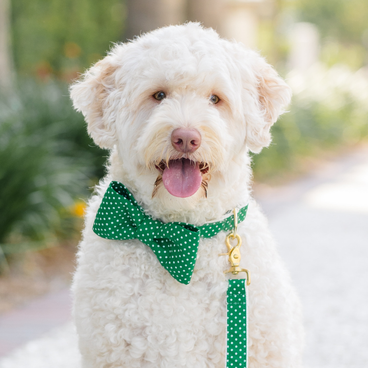 A light-colored, fluffy dog sits cheerfully on a garden pathway, dressed in a green and white polka dot bow tie collar with a matching leash clipped on. The dog’s tongue hangs out in a joyful expression, with blurred trees and flowers in the background creating a summery vibe.